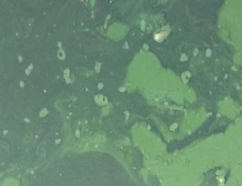 Excess Nitrogen and Phosphorus cause heavy growth of algae and cyanobacteria making water green. Consequent biomass degradation of dead microalgae by bacteria depletes oxygen in the water leading to the death of aquatic animals like fishes. This further adds nutrients and enhances bacterial growth. Continuous repetition of such activity starts sediment accumulation, shallowing of the pond and ultimately the waterbody ends its life. The process is known as Eutrophication.